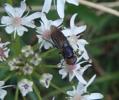 Dark-winged Chrysogaster, Vijlen, Netherlands, photo 7 of 10
