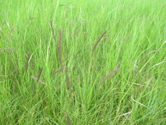 Hordeum brevisubulatum, photograph author not stated, no rights reserved