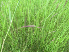 Hordeum brevisubulatum, photograph author not stated, no rights reserved