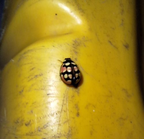 Sulfurous Lady Beetle
