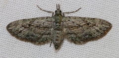 Eupithecia longidens