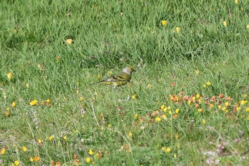 Citril Finch (Carduelis citrinella), photo 6