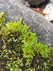 Sciuro-hypnum plumosum