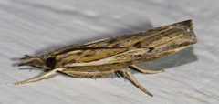 Fissicrambus quadrinotellus