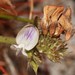 Psoralea ensifolia - Photo (c) Brian du Preez, μερικά δικαιώματα διατηρούνται (CC BY-SA), uploaded by Brian du Preez