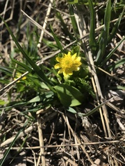 Ranunculus alismifolius