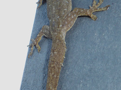 Hemidactylus garnotii image