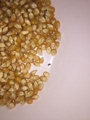 Sitophilus zeamais