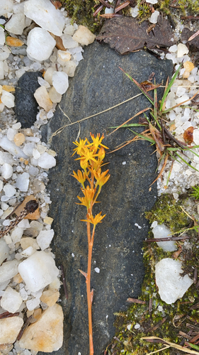 bog asphodel