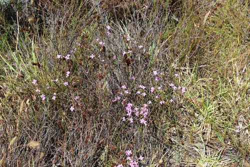 Image of Lachnaea uniflora by (c) Brian du Preez, some rights reserved (CC BY-SA)