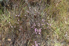 Lachnaea uniflora