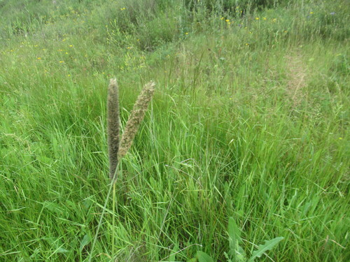 Alopecurus arundinaceus, photograph 2