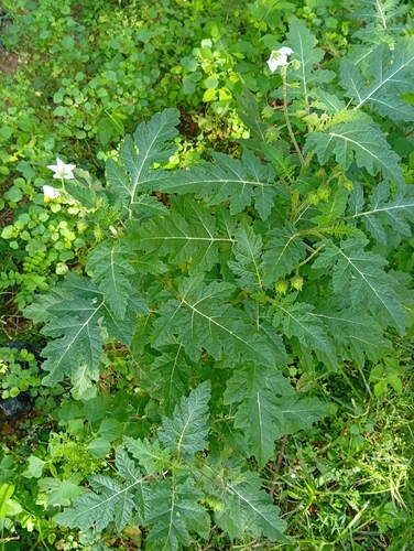 Red Buffalo-bur
