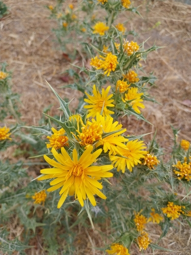 common golden thistle
