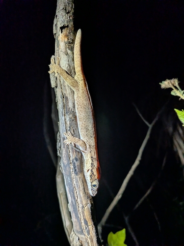 Cape York Pad-tail Gecko, Pseudothecadactylus australis