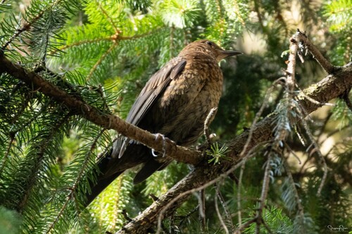 Amsel