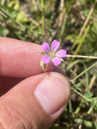 Geranium columbinum, photograph 6