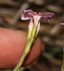 Lachnaea uniflora