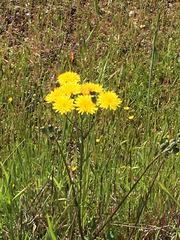 Crepis vesicaria ssp. taraxacifolia