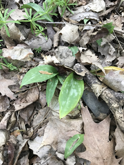 Erythronium americanum