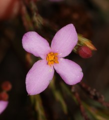 Lachnaea uniflora