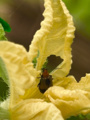 Paridea, 2026-08-01