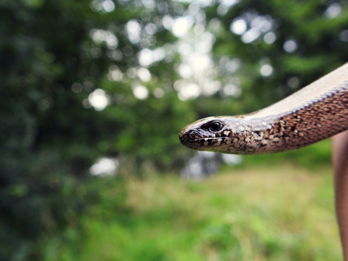 Eastern Slowworm