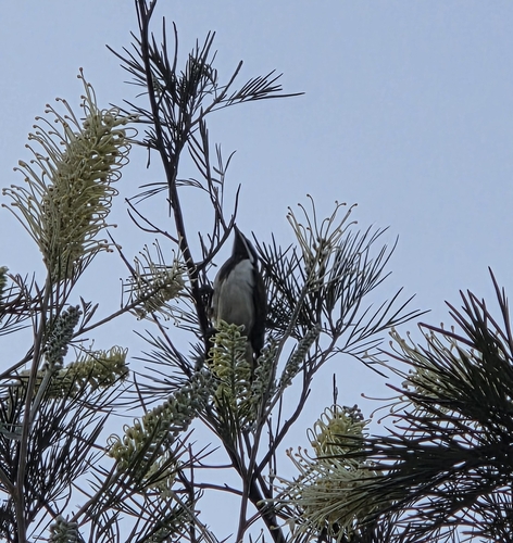 Blue-faced Honeyeater