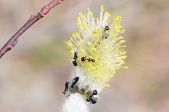 Dolichoderus taschenbergi