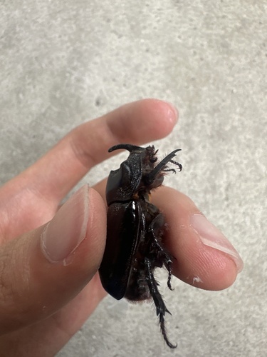 Trichogomphus mongol