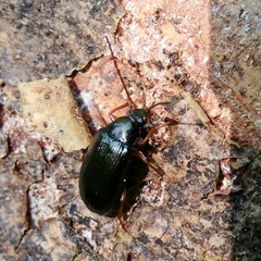 Gonodera luperus