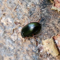 Gonodera luperus