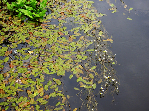 floating-leaved pondweed