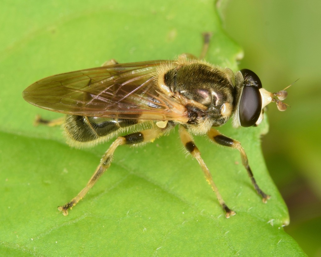 Painted Wood Fly