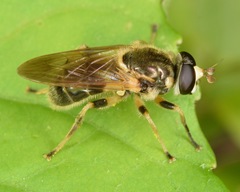 Blera pictipes