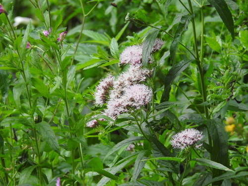hemp agrimony