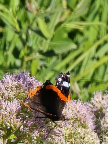 Red Admiral