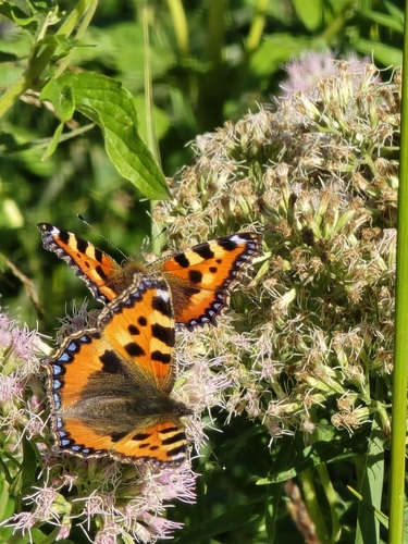 Small Tortoiseshell
