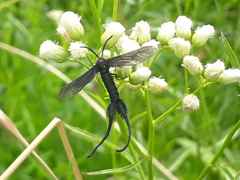 Stylura forficula
