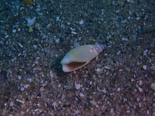 Olivella baetica, 2026-08-01