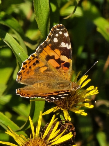 Painted Lady