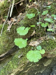 Pimpinella tripartita, photograph (c) Илья Руденко, some rights reserved (CC BY)
