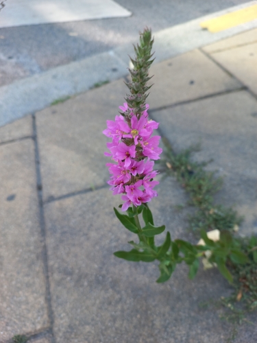 purple loosestrife