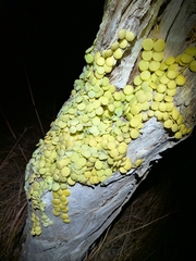 Dischidia nummularia, photograph (c) Matt B, some rights reserved (CC BY)