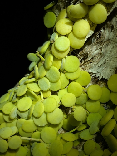 Dischidia nummularia, photograph 5