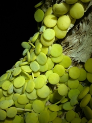 Dischidia nummularia, photograph (c) Matt B, some rights reserved (CC BY)