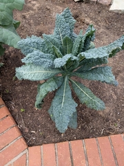 Brassica oleracea acephala