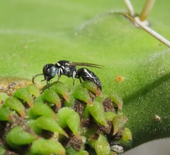 Miscophini