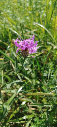 Brown Knapweed