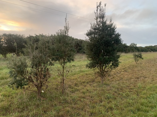 Silver Banksia